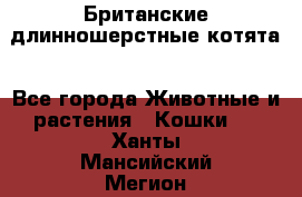 Британские длинношерстные котята - Все города Животные и растения » Кошки   . Ханты-Мансийский,Мегион г.